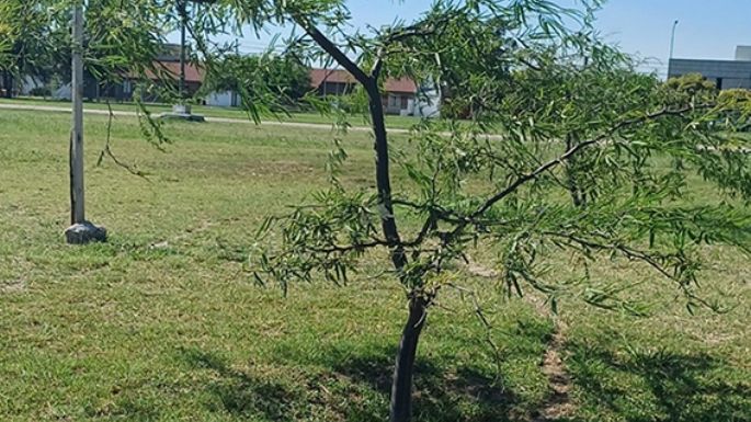 Más de 3.700 árboles  y siete bosques urbanos