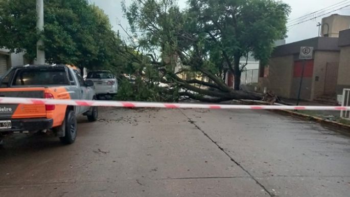 Árboles caídos en varios lugares de la ciudad