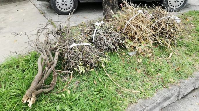Dónde acudir para que retiren restos de poda
