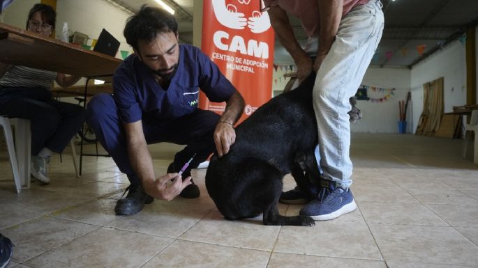 El miércoles próximo continuará la campaña de vacunación antirrábica