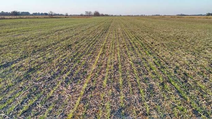 Datos clave para las pasturas