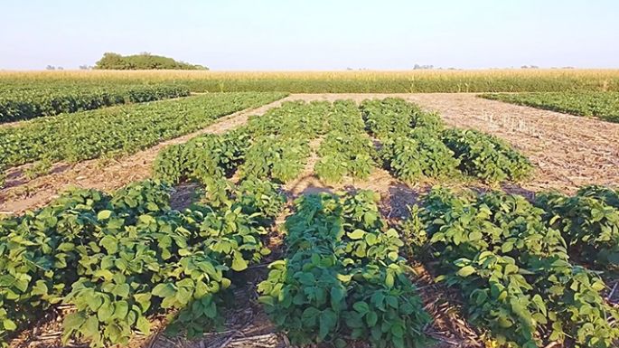 Biofertilizante que aumenta el rinde