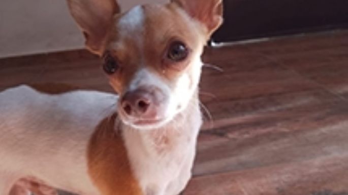 Bombero que salvó a un perro ahora busca a su mascota