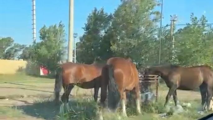 Advierten por los caballos sueltos en loteo del Roque Sáenz Peña