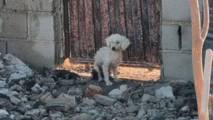 La familia que sufrió la explosión intenta recuperar a su mascota