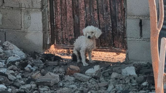 Una historia animal tras la explosión