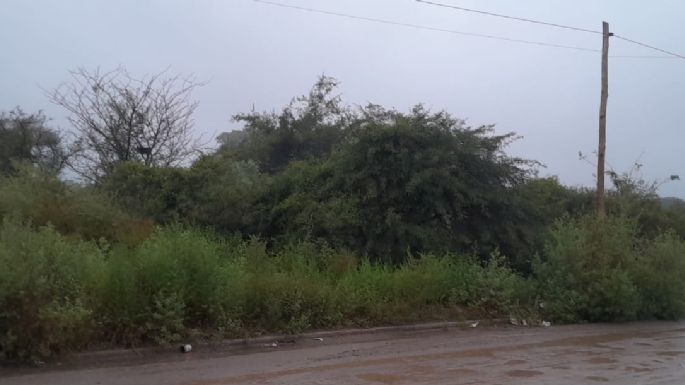 Piden limpieza y multas por el estado de los terrenos