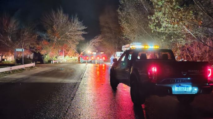Árboles caídos, voladura de techos y cortes de luz tras la tormenta