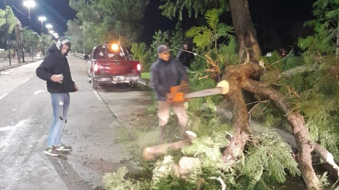 Árboles caídos, voladura de techos y cortes de luz tras la tormenta
