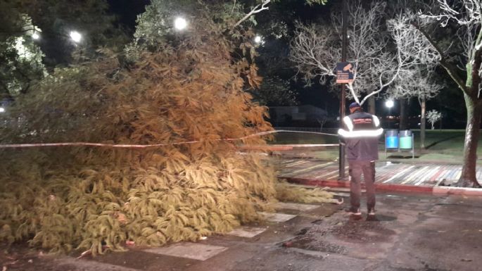 Árboles caídos, voladura de techos y cortes de luz tras la tormenta