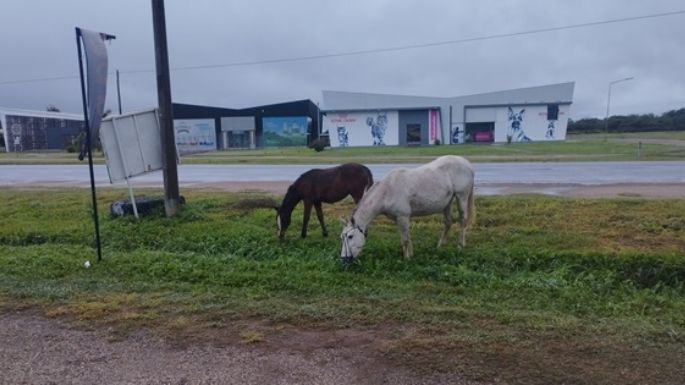 Caballos sueltos, en el mismo lugar del accidente