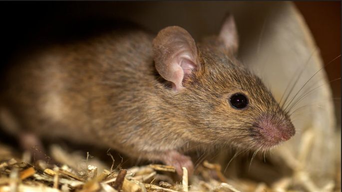 Alertan sobre la Fiebre Hemorrágica
