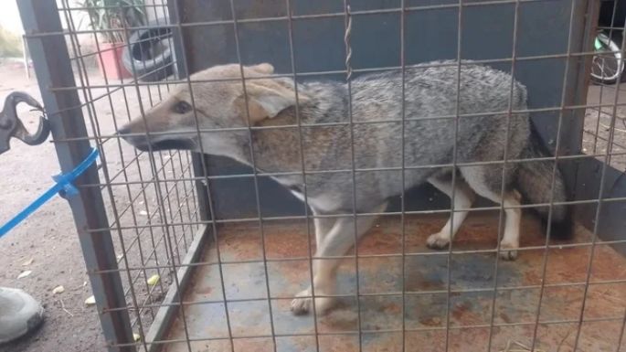 Rescataron a un cachorro de zorro gris en una vivienda
