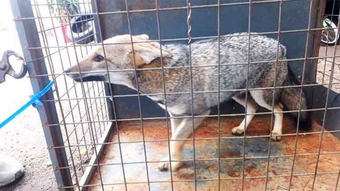 Encontraron un cachorro de zorro