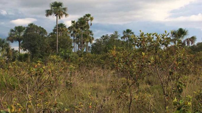 La agricultura también puede capturar carbono