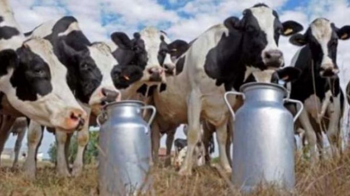 Argentina produjo 12,4% más de leche