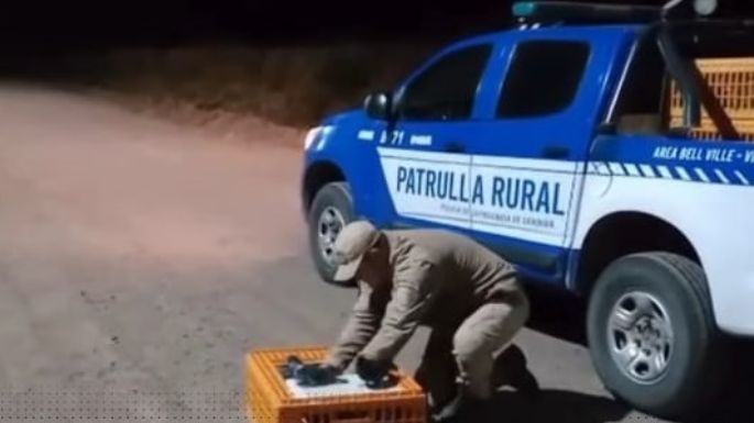 Contra la fauna silvestre