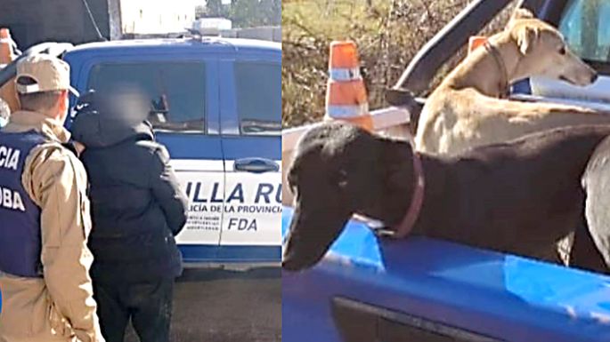 Secuestraron 68 perros y arrestaron a  37 hombres por caza furtiva en el interior