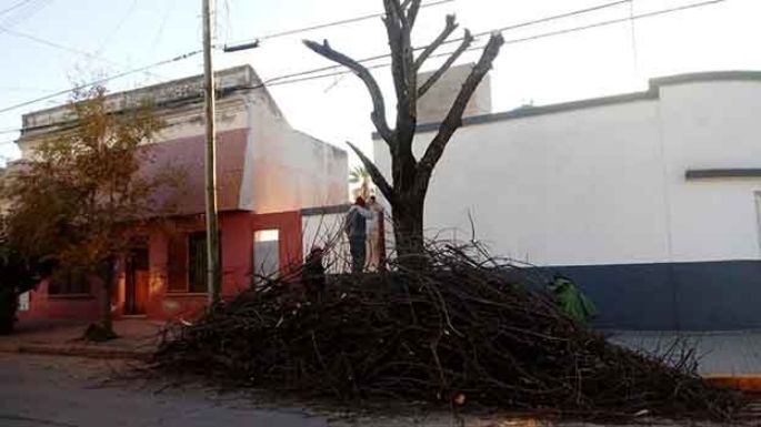 Sanción municipal  para dos podadores
