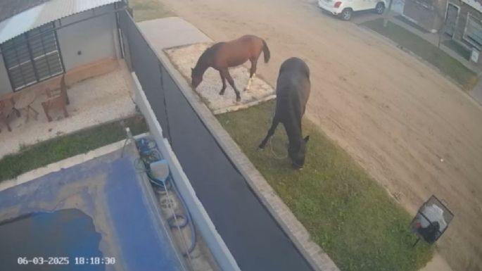 Desde Jardines del Hípico advierten por los caballos