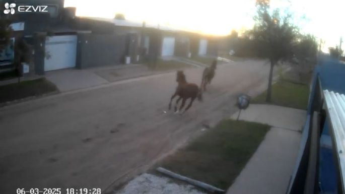 Desde Jardines del Hípico advierten por los caballos