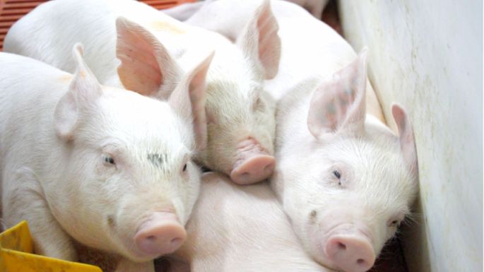 Créditos a tasa bonificada para productores porcinos