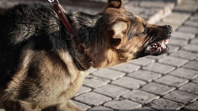 Tragedia en San Francisco: una niña de un año murió tras ser atacada por un perro