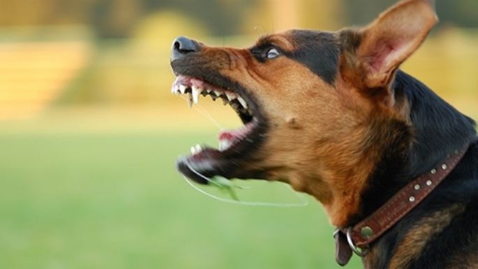 Preocupación por el aumento de mordeduras y ataques de perros