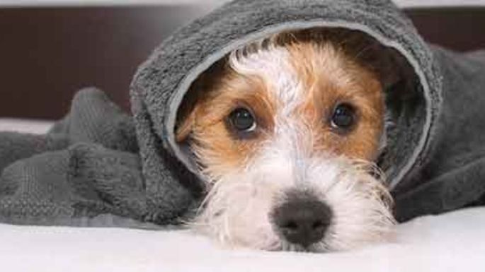Una fundación denunció que cada vez más personas devuelven perros adoptados