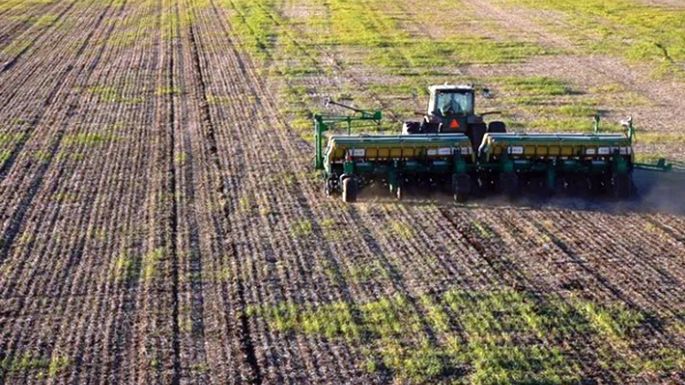 Se recuperó la siembra de trigo y cubre el 90% de la zona núcleo