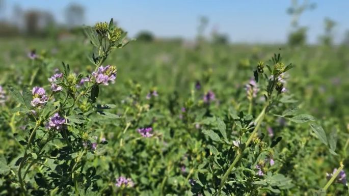 Se creó la  Primera Mesa  Nacional de la Alfalfa