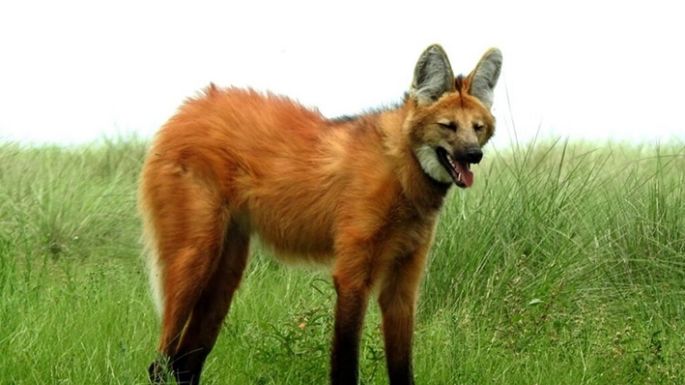Fauna monumental