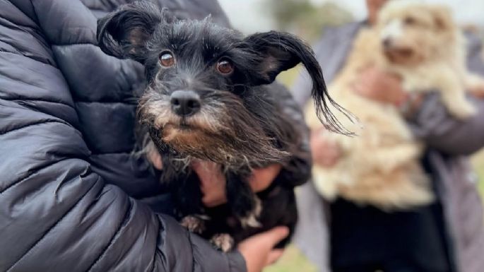 Colocan la vacunación antirrábica a perros y gatos