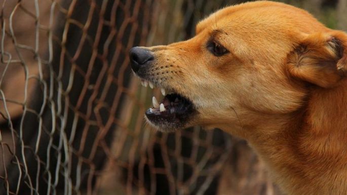 Una niña está en el Pasteur tras ser atacada por un perro