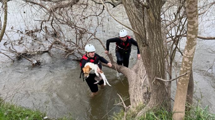 Rescataron a un perro que estaba en el cauce del río