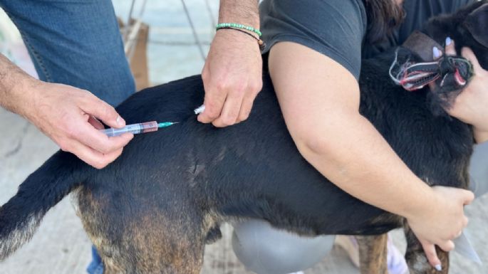 La nueva jornada de vacunación antirrábica alcanzo a casi un centenar de animales