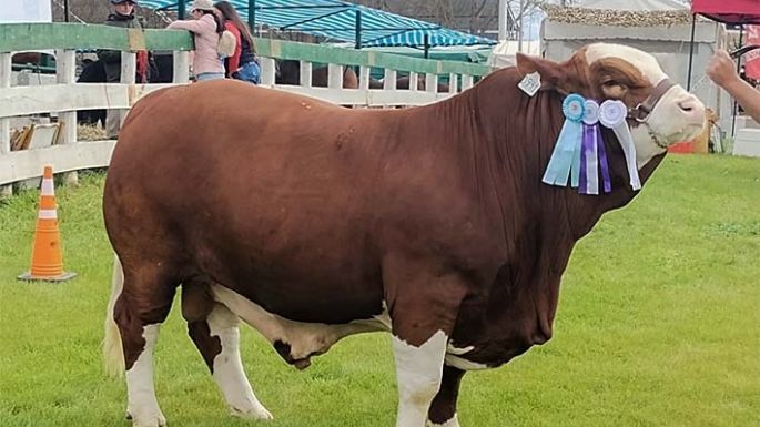 El toro “Furtivo” fue campeón