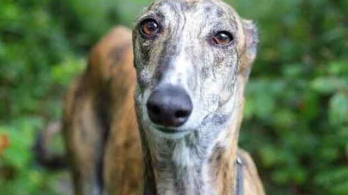 Una movida por los galgos en la ciudad