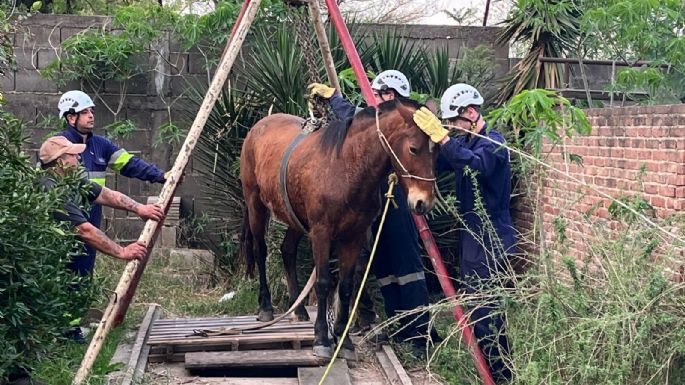 Bomberos rescataron un caballo que cayó a una fosa