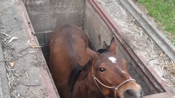 Bomberos rescataron un caballo que cayó a una fosa