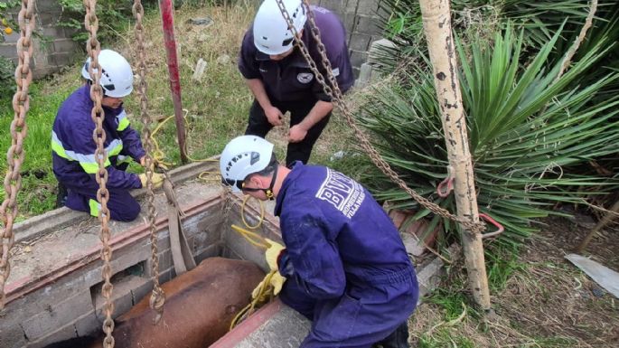 Bomberos rescataron un caballo que cayó a una fosa
