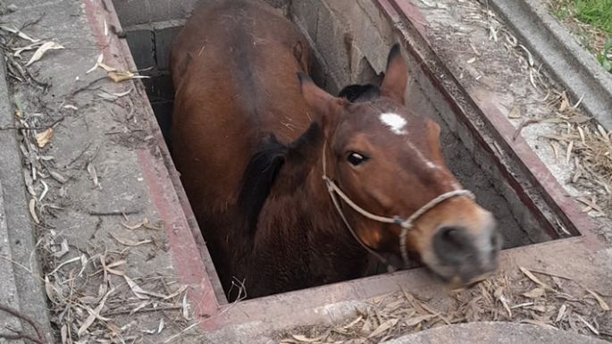 Los bomberos rescataron a un caballo que se cayó a una fosa