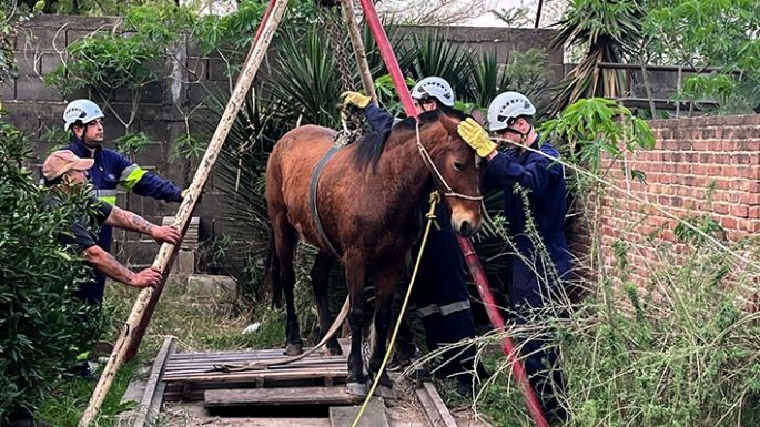 Los bomberos rescataron a un caballo que se cayó a una fosa