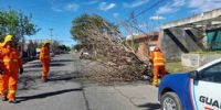 En calle Salta y Arines, otro árbol cayó sobre el pavimento (fotos, Bomberos de Villa María)