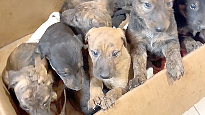 El abandono animal, una realidad que se enfrenta a puro pulmón