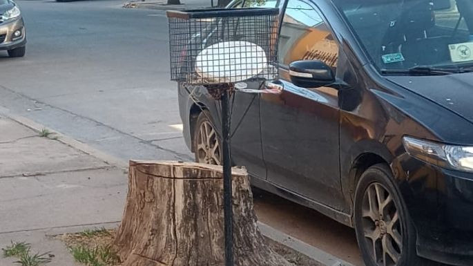 Extrajeron un árbol en Carlos Pellegrini al 200