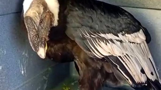 Rescatan un cóndor andino herido