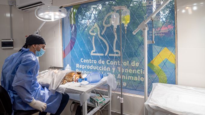 Turnos gratuitos disponibles para castrar mascotas