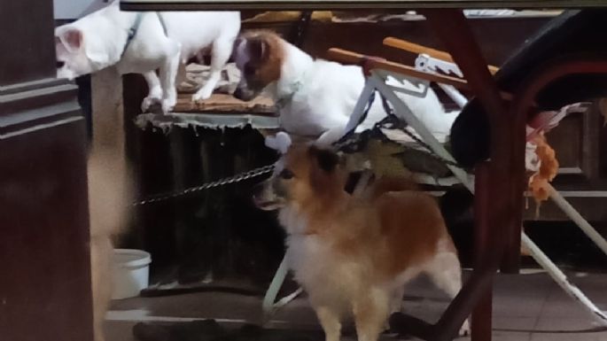 Investigan presunto maltrato animal y la desaparición de un perro