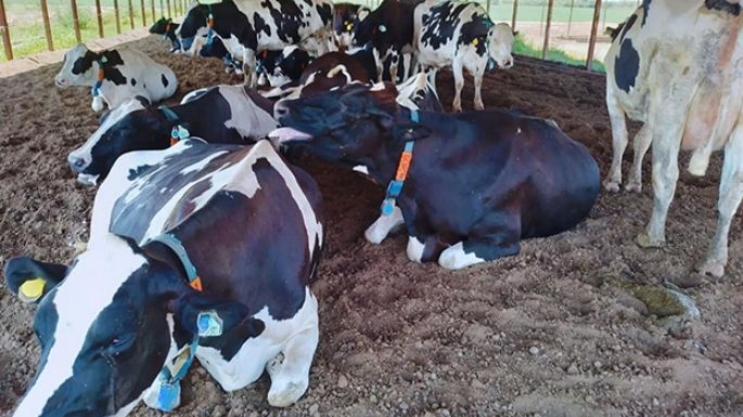 Herramientas para anticiparse al estrés térmico de las vacas